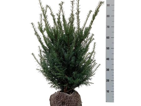 Taxus baccata For Discount