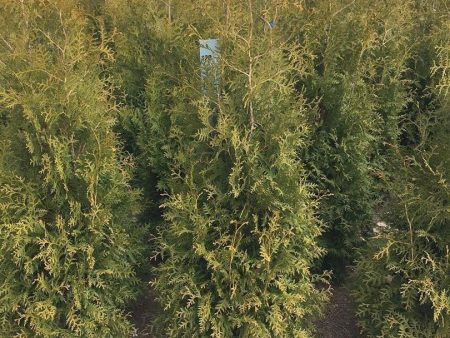 Thuja occ.  Brabant  Online