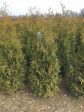 Thuja occ.  Brabant  Online