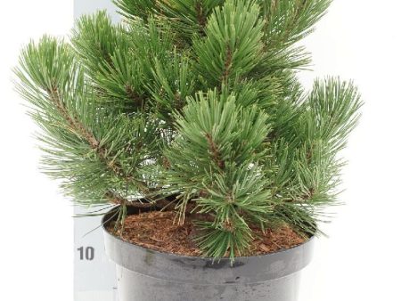 Pinus held.  Zwerg Schneverdingen  Online Sale