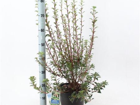 Enkianthus campanulatus For Sale