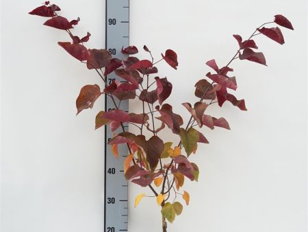 Cercis can.  Merlot  Online