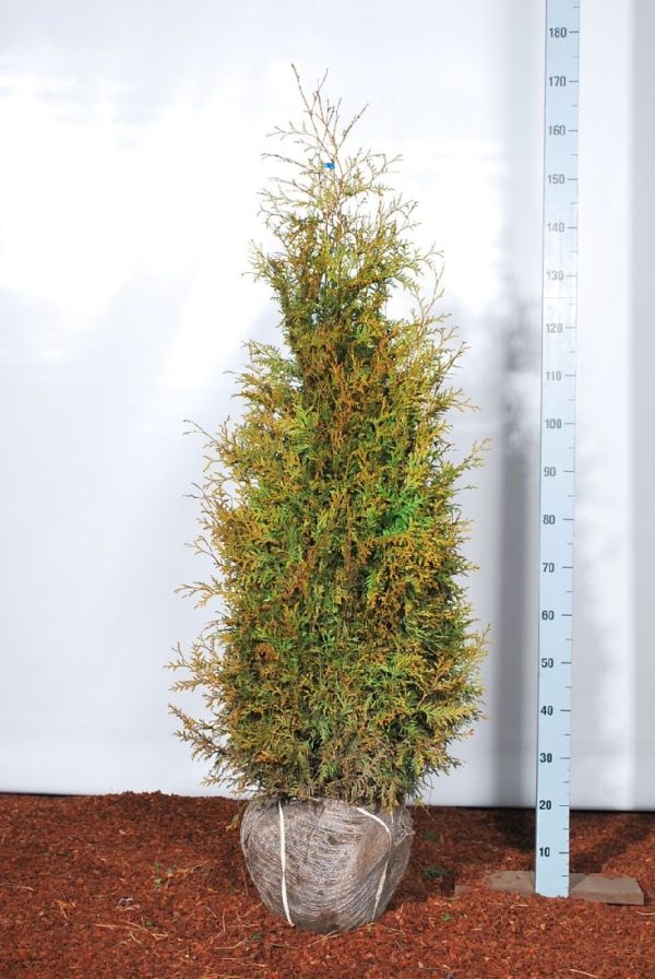 Thuja occ.  Brabant  Online