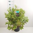 Weigela  Nana Variegata  Online Hot Sale