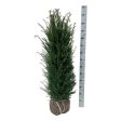 Taxus baccata Supply