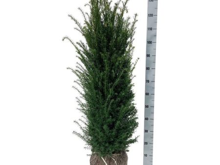 Taxus baccata Supply