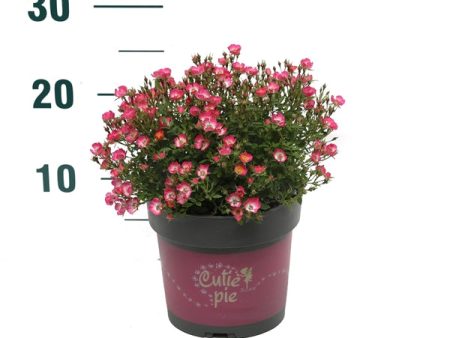 Rosa  Cutie Pie ® For Discount