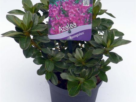 Rhododendron (AJ)  Koningstein  For Cheap