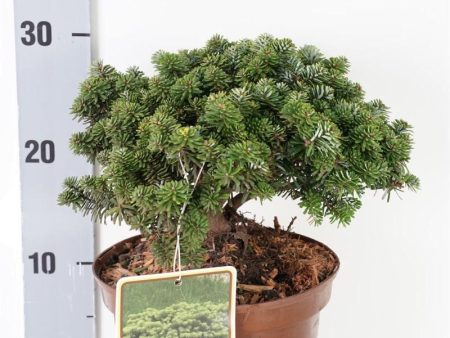 Abies koreana  Brillant  For Sale