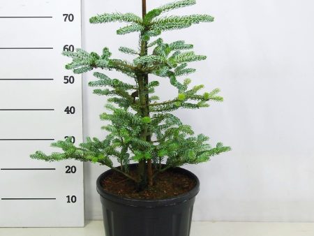 Abies koreana  Silberlocke  Online