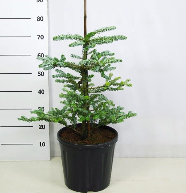 Abies koreana  Silberlocke  Online