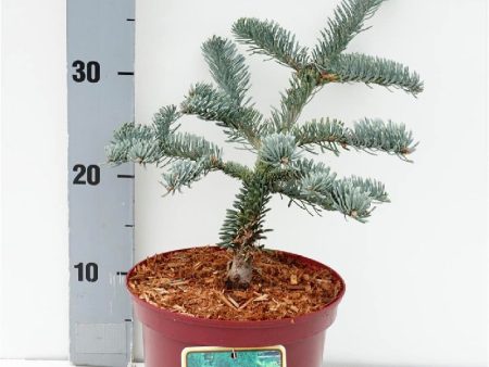 Abies procera  Glauca  Online now