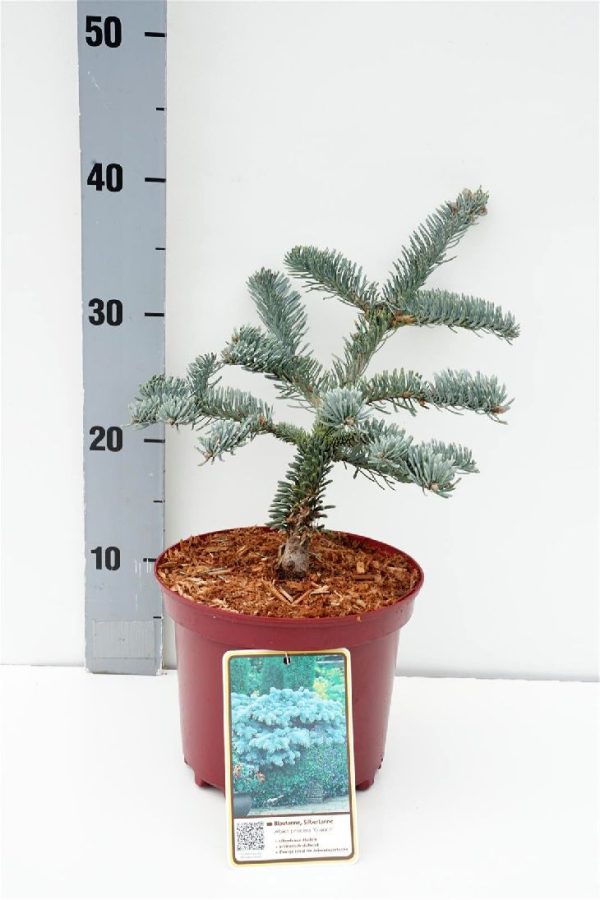 Abies procera  Glauca  Online now