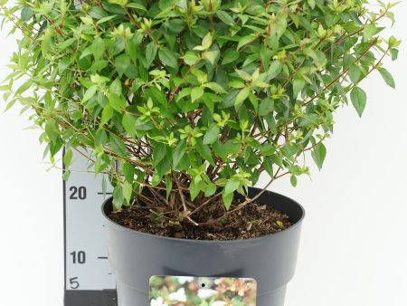 Abelia grand.  Sherwood  Supply