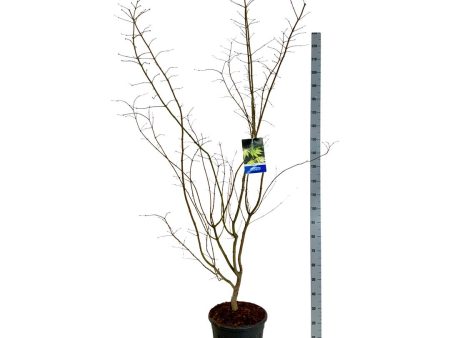 Acer  Arctic Jade ® (Jack Frost) Hot on Sale