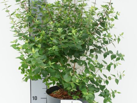 Abelia chin.  Autumn Festival ® Cheap