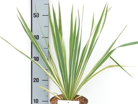 Yucca filamentosa  Bright Edge  Discount