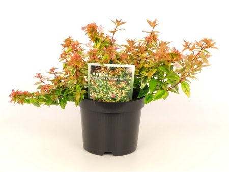 Abelia  Kaleidoscoop ® For Sale