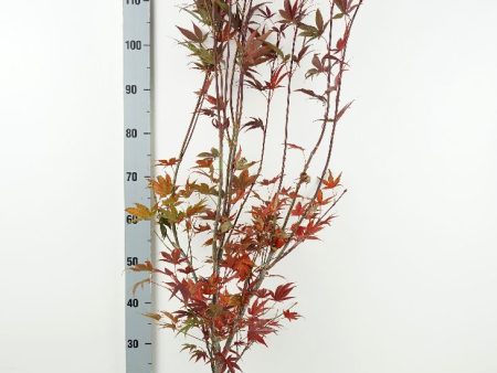 Acer pal.  Atropurpureum  Fashion