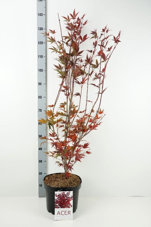 Acer pal.  Atropurpureum  Fashion