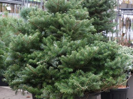 Abies koreana  Molli  Cheap