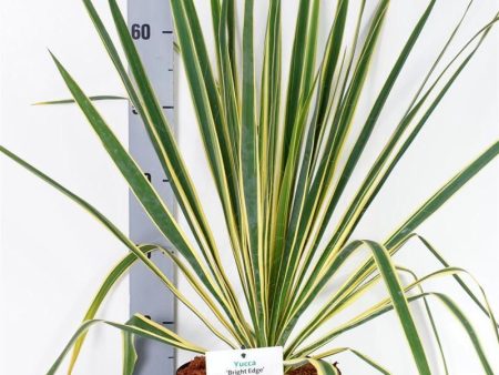 Yucca filamentosa  Bright Edge  Supply