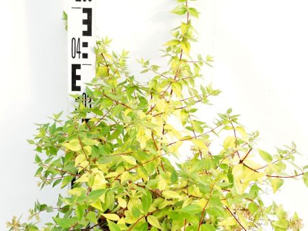 Abelia grand.  Francis Mason  Hot on Sale