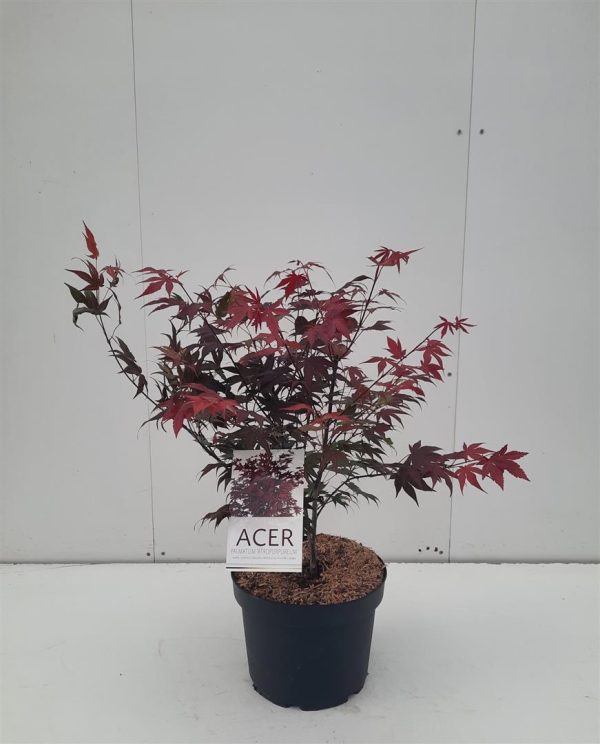 Acer pal.  Atropurpureum  Fashion