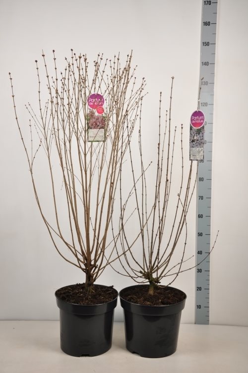 Syringa in cultivars (Botanical) Online